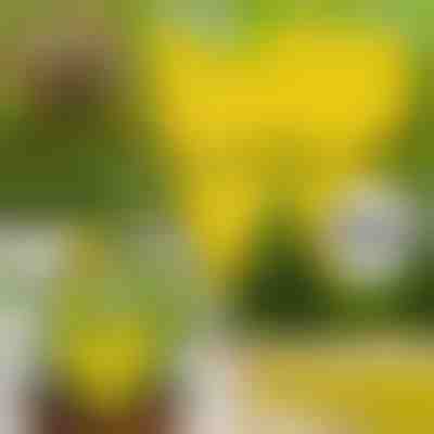 Lepkavé pasce na muchy (10 ks) | BUGILURE